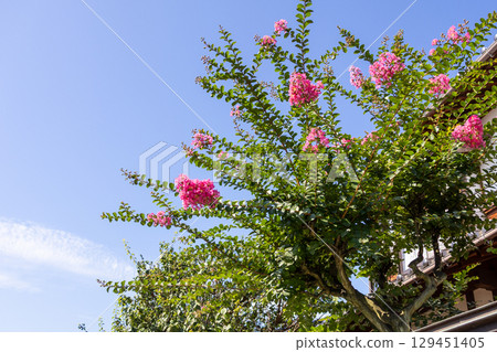 Pink crape myrtle flowers shining against the blue summer sky 129451405