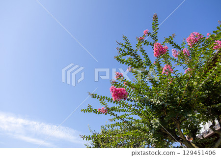 Pink crape myrtle flowers shining against the blue summer sky Pink crape myrtle flowers shining against the blue summer sky 129451406