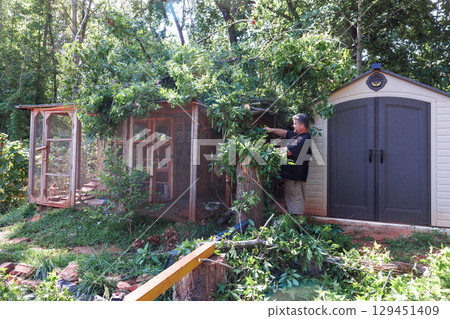 Man works to restore bird aviary after recent storm caused damage to structure surrounding plants. Man works to restore bird aviary after recent storm caused damage to structure surrounding plants. 129451409