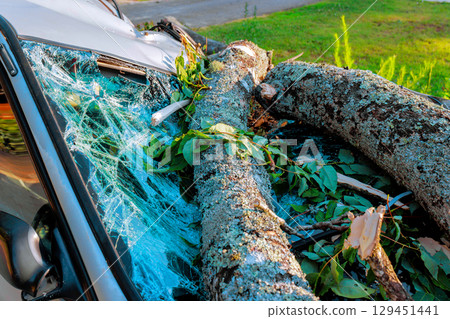 Car displays severe damage from large tree branches that fell during storm, with leaves scattered around. Car displays severe damage from large tree branches that fell during storm, with leaves scattered around. 129451441