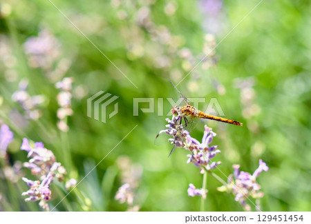 Golden dragonfly perched on a lavender flower in a lush green field. High quality photo 129451454