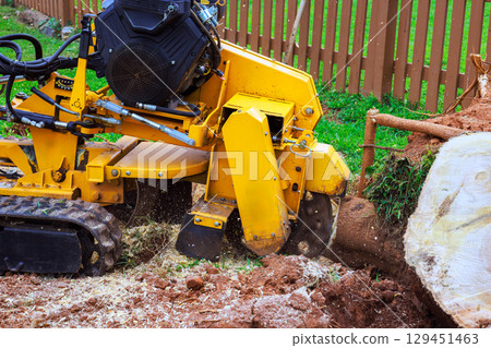Equipment removes large tree stump while preparing garden for new landscaping improvements. 129451463