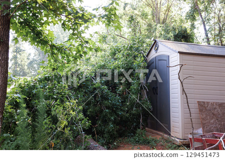 Tree branches are uprooted leaning against storage shed after strong winds pass through area after strong tornado Tree branches are uprooted leaning against storage shed after strong winds pass through area after strong tornado 129451473