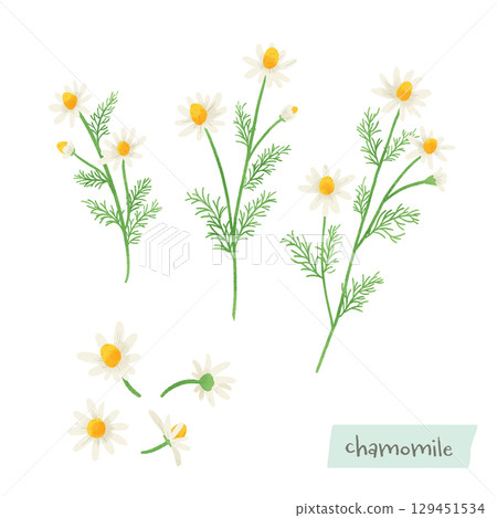 洋甘菊水彩插圖 129451534