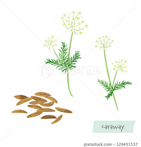 Caraway watercolor illustration 129451537