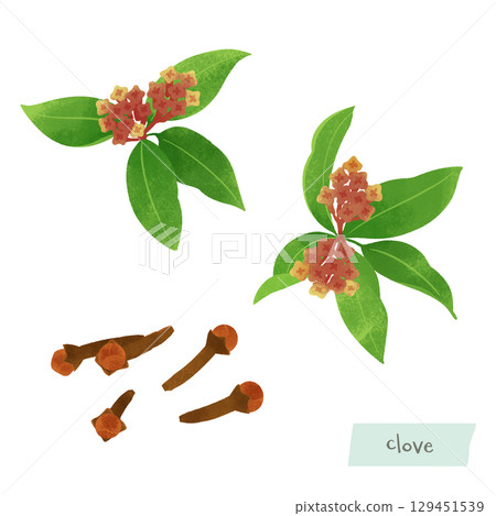 Watercolor illustration of cloves 129451539