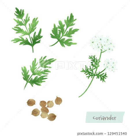 芫荽（香菜）的水彩插圖 129451540