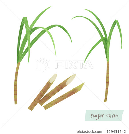 Sugarcane watercolor illustration 129451542