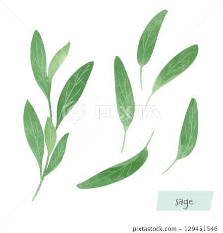 Sage watercolor illustration Sage watercolor illustration 129451546