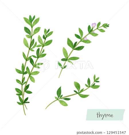 Watercolor illustration of thyme Watercolor illustration of thyme 129451547