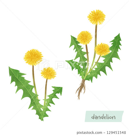 Dandelion watercolor illustration Dandelion watercolor illustration 129451548