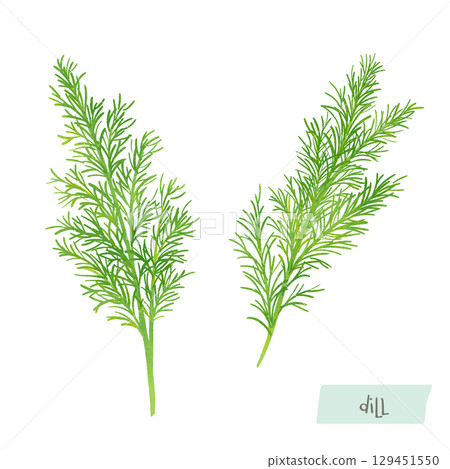 蒔蘿水彩插圖 蒔蘿水彩插圖 129451550