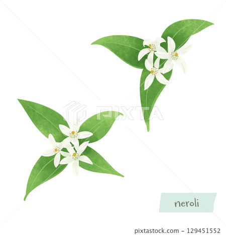 Neroli watercolor illustration 129451552