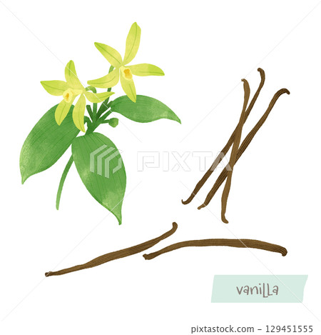 香草豆和花朵水彩插圖 129451555
