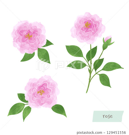 大馬士革玫瑰水彩插圖 129451556
