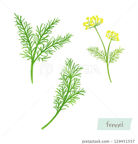 Fennel leaves and flowers watercolor illustration Fennel leaves and flowers watercolor illustration 129451557