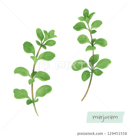 Marjoram watercolor illustration 129451558