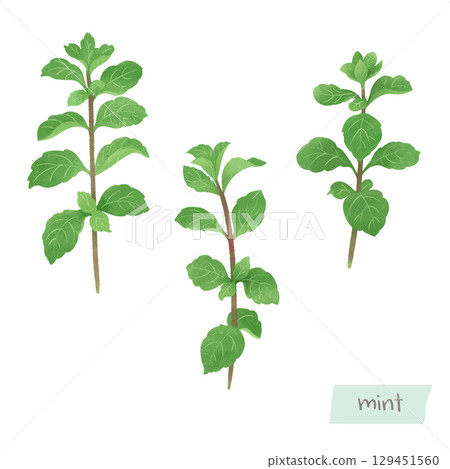 薄荷葉的水彩插圖 薄荷葉的水彩插圖 129451560