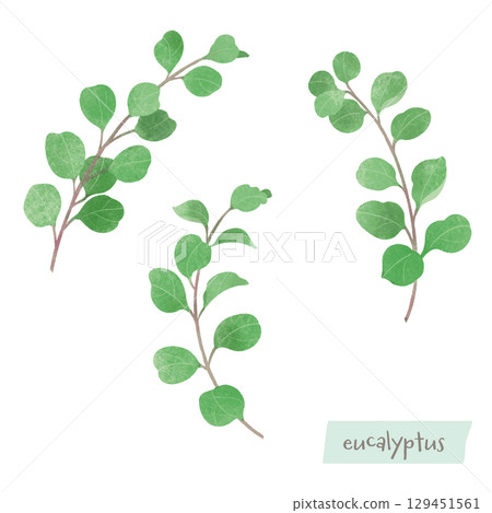 Eucalyptus watercolor illustration 129451561