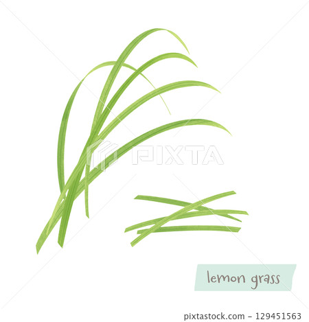 Lemongrass watercolor illustration 129451563