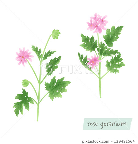 Rose geranium watercolor illustration 129451564