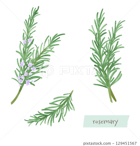 Rosemary watercolor illustration 129451567