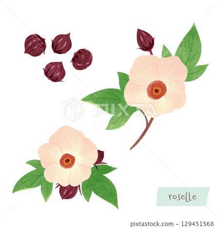 芙蓉玫瑰茄的水彩插圖 129451568