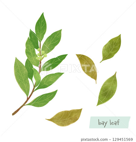 Bay leaf watercolor illustration 129451569