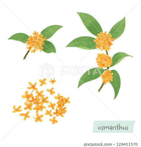 桂花樹和花的插圖 129451570