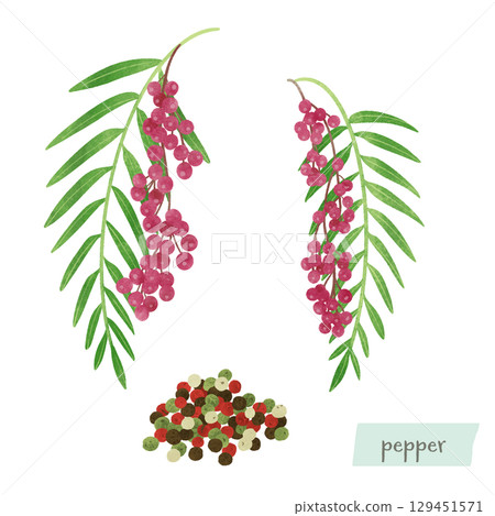 胡椒樹和果實的水彩插圖 胡椒樹和果實的水彩插圖 129451571