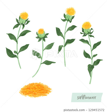 Watercolor illustration of safflower and dried petals Watercolor illustration of safflower and dried petals 129451572