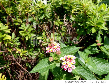 綠豹紋蝶馬纓丹 129451662