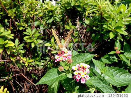 綠豹紋蝶馬纓丹 綠豹紋蝶馬纓丹 129451663