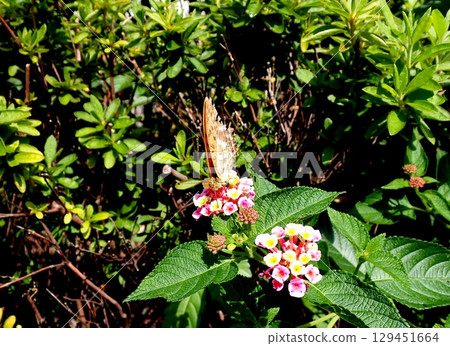 綠豹紋蝶馬纓丹 129451664