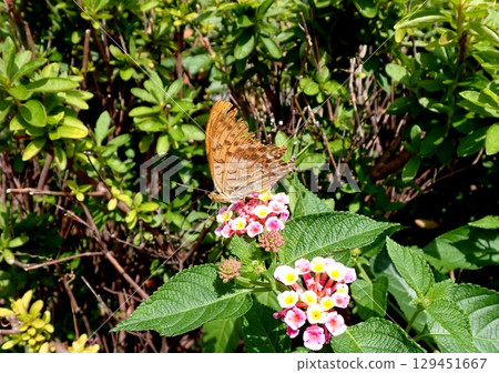 綠豹紋蝶馬纓丹 129451667