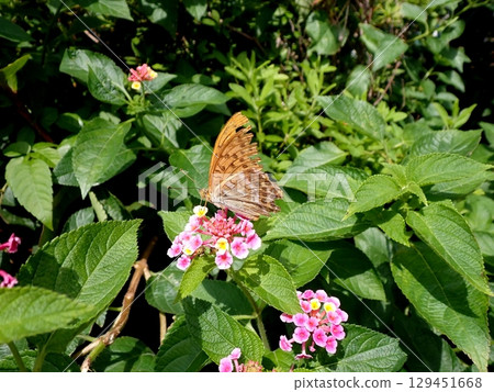 綠豹紋蝶馬纓丹 129451668