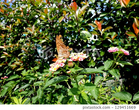 綠豹紋蝶馬纓丹 129451669