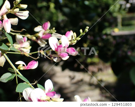 Hagi flower Edo squeezing Hagi flower Edo squeezing 129451803