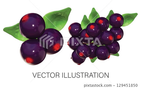 Realistic 3D Vector Elderberry Set: Cluster and Bunch Illustration on White Background 129451850