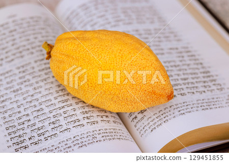 1 August 2025 Jerusalem Israel Yellow etrog citron fruit on open Hebrew prayer book Torah text during Jewish holiday of Sukkot against traditional religious text. Tanakh prayer holy book 129451855