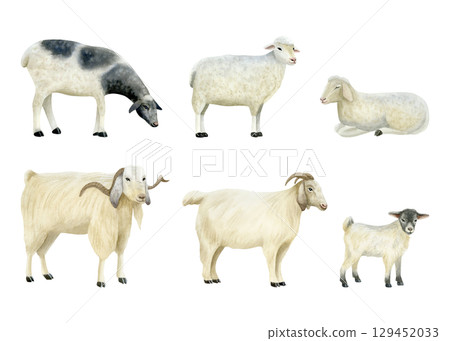 Watercolor sheep and goats illustration set isolated on white. Domestic cattle animals in various poses for simple cute village designs with baby lambs in pastel colors. Pastoral hand drawn clip art 129452033