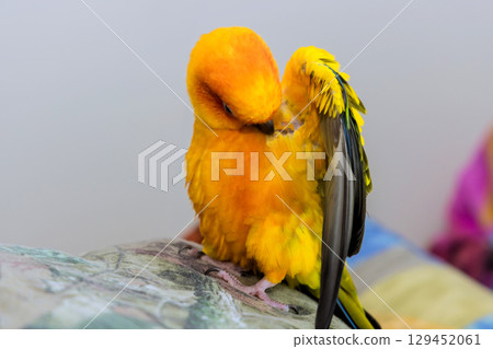 Vibrant yellow bird sun conure parrot is meticulously grooming its feathers while perched comfortably indoors. 129452061