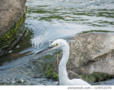 White Egret (Little Egret) Amano River, Hirakata City 129452070