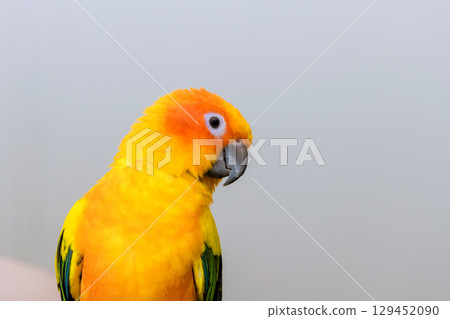 Colorful tropical parrot with yellow feathers relaxes quietly, showcasing its vivid plumage gentle demeanor. 129452090