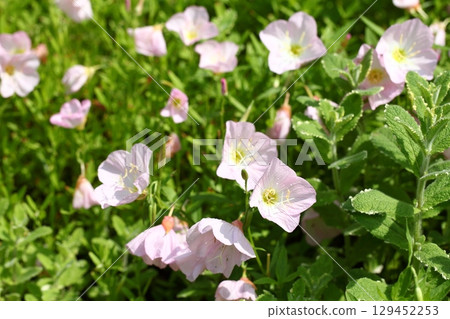 Pink day-blooming evening primrose flowers and raindrops 129452253
