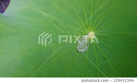 荷葉上的水滴 荷葉上的水滴 129452344
