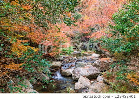cascading water of Minoh waterfall in autumn, Osaka 129452401