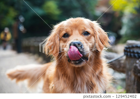 golden retriever dog lick lip and wait for food at Minoh waterfall in fall 129452402