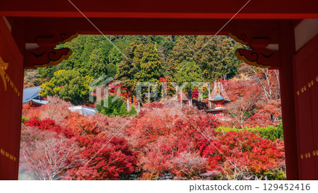 Katsuoji pagoda with autumn maple leaf colors, Minoo, Osaka 129452416