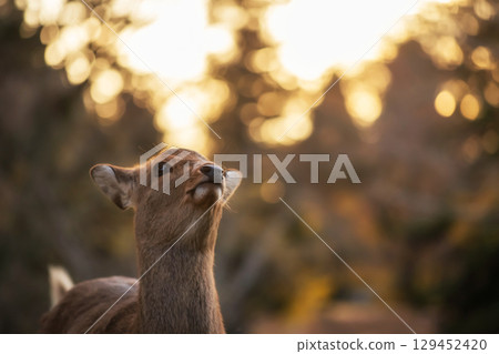Portrait of Cute sika deer against sunset bokeh at Nara park, Japan 129452420